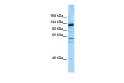 CAPRIN2 Rabbit anti-Human, Polyclonal, Novus Biologicals 0.1 mL | Buy Online | Novus Biologicals | Fisher Scientific